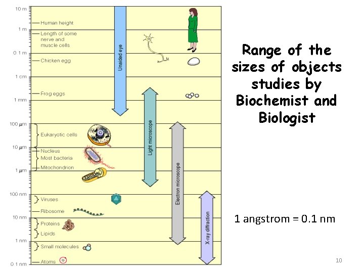 Range of the sizes of objects studies by Biochemist and Biologist 1 angstrom =