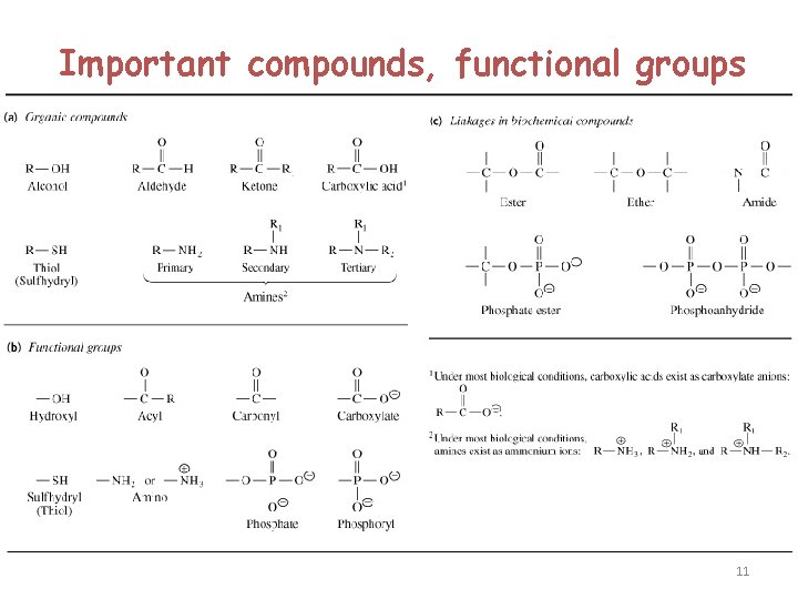 Important compounds, functional groups 11 