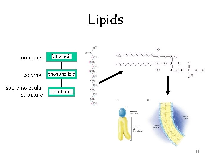Lipids monomer polymer supramolecular structure 13 