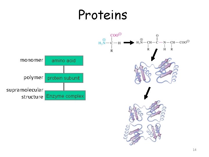 Proteins monomer amino acid polymer protein subunit supramolecular structure Enzyme complex 14 