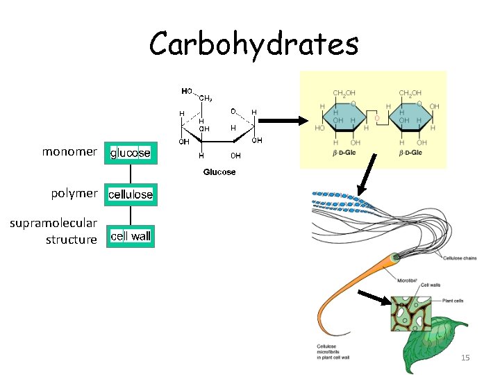 Carbohydrates monomer polymer supramolecular structure 15 