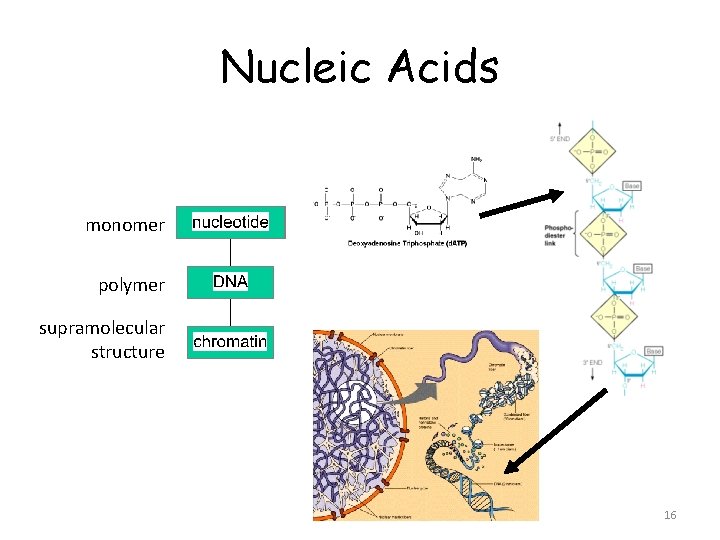 Nucleic Acids monomer polymer supramolecular structure 16 