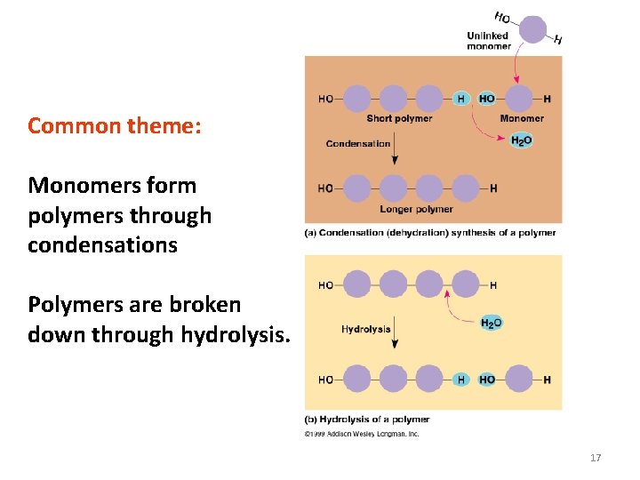 Common theme: Monomers form polymers through condensations Polymers are broken down through hydrolysis. 17