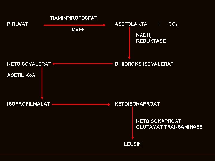 TIAMINPIROFOSFAT PIRUVAT ASETOLAKTA Mg++ + CO 2 NADH 2 REDUKTASE KETOISOVALERAT DIHIDROKSIISOVALERAT ASETIL Ko.