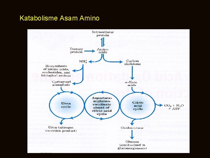 Katabolisme Asam Amino 