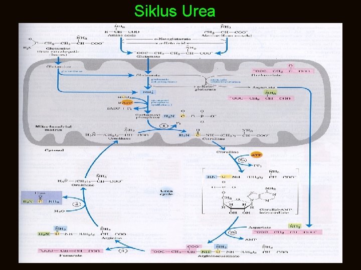 Siklus Urea 