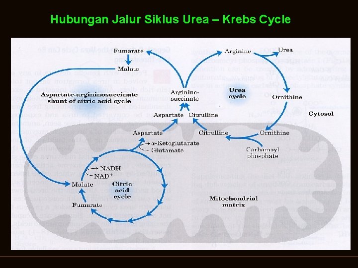Hubungan Jalur Siklus Urea – Krebs Cycle 