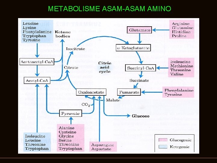 METABOLISME ASAM-ASAM AMINO 