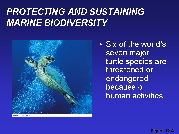 PROTECTING AND SUSTAINING MARINE BIODIVERSITY • Six of the world’s seven major turtle species