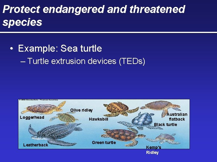 Protect endangered and threatened species • Example: Sea turtle – Turtle extrusion devices (TEDs) Protect endangered and threatened species • Example: Sea turtle – Turtle extrusion devices (TEDs)
