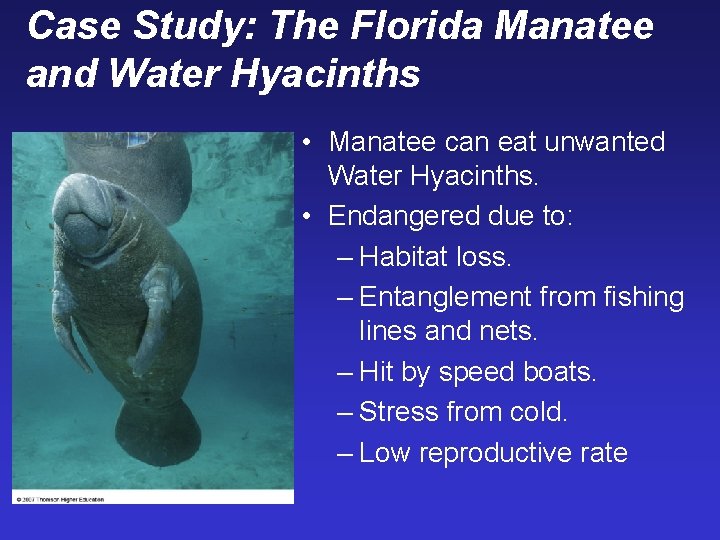 Case Study: The Florida Manatee and Water Hyacinths • Manatee can eat unwanted Water