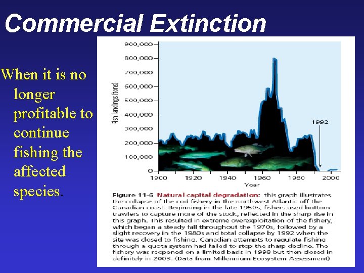 Commercial Extinction When it is no longer profitable to continue fishing the affected species. Commercial Extinction When it is no longer profitable to continue fishing the affected species.