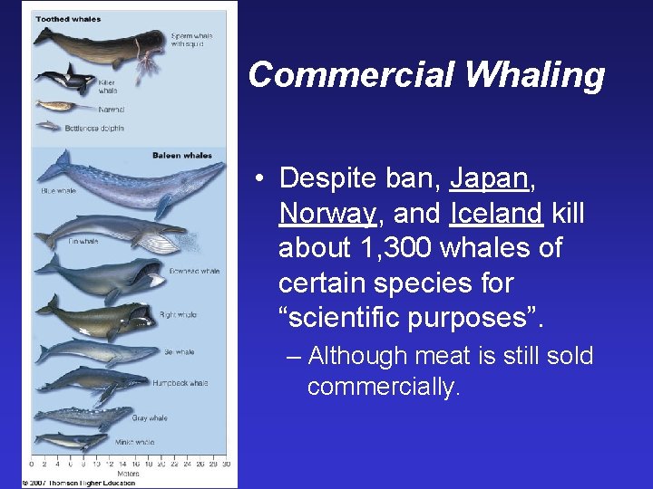 Commercial Whaling • Despite ban, Japan, Norway, and Iceland kill about 1, 300 whales