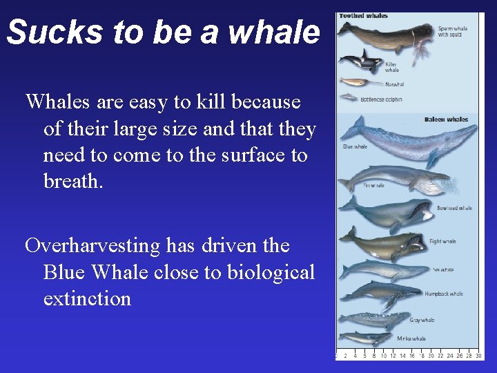 Sucks to be a whale Whales are easy to kill because of their large