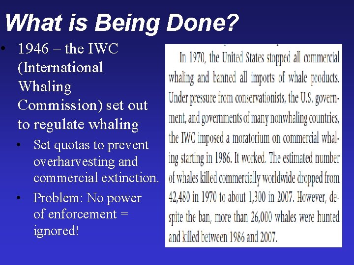 What is Being Done? • 1946 – the IWC (International Whaling Commission) set out What is Being Done? • 1946 – the IWC (International Whaling Commission) set out