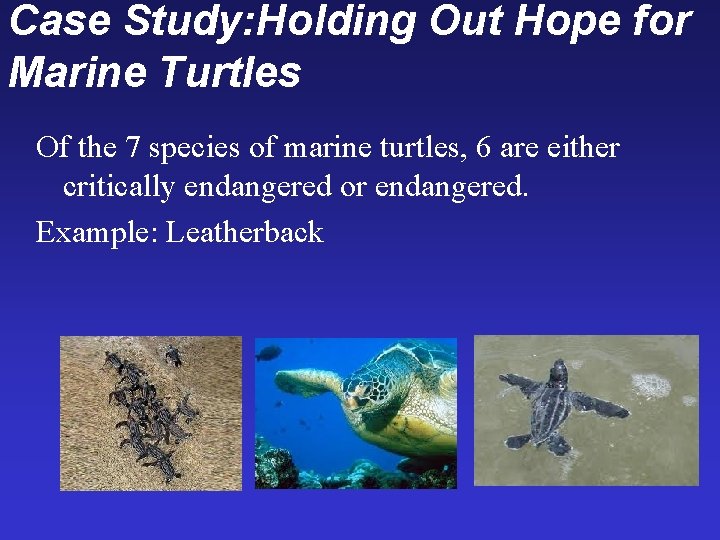 Case Study: Holding Out Hope for Marine Turtles Of the 7 species of marine