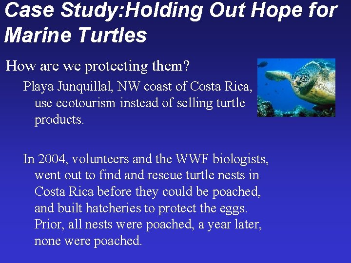 Case Study: Holding Out Hope for Marine Turtles How are we protecting them? Playa