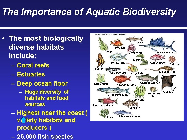 The Importance of Aquatic Biodiversity • The most biologically diverse habitats include: – Coral