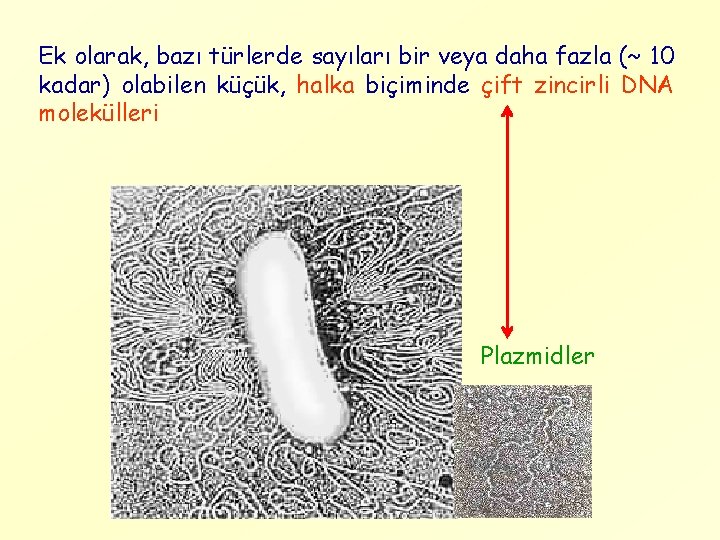 Ek olarak, bazı türlerde sayıları bir veya daha fazla (~ 10 kadar) olabilen küçük,