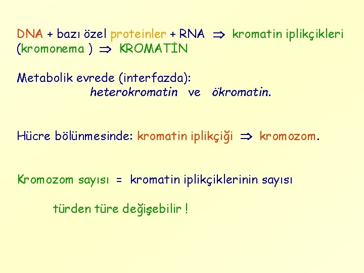 DNA + bazı özel proteinler + RNA kromatin iplikçikleri (kromonema ) KROMATİN Metabolik evrede