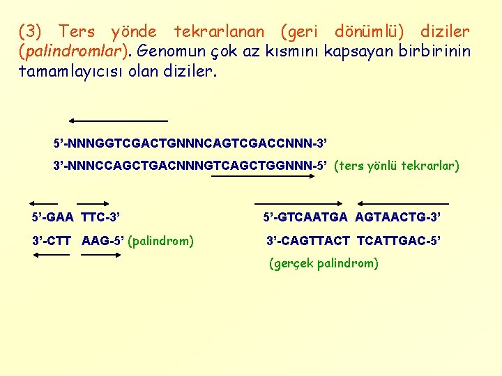 (3) Ters yönde tekrarlanan (geri dönümlü) diziler (palindromlar). Genomun çok az kısmını kapsayan birbirinin