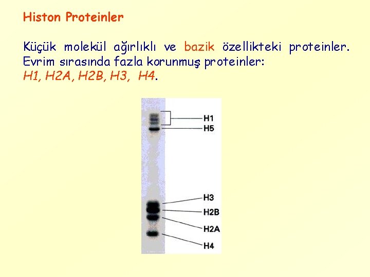 Histon Proteinler Küçük molekül ağırlıklı ve bazik özellikteki proteinler. Evrim sırasında fazla korunmuş proteinler: