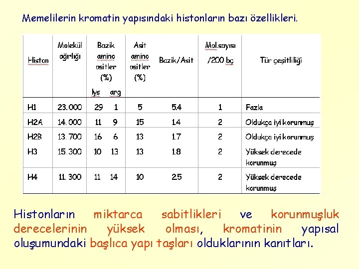 Memelilerin kromatin yapısındaki histonların bazı özellikleri. Histonların miktarca sabitlikleri ve korunmuşluk derecelerinin yüksek olması,