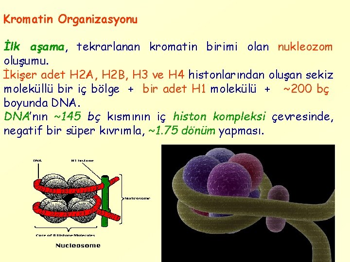 Kromatin Organizasyonu İlk aşama, tekrarlanan kromatin birimi olan nukleozom oluşumu. İkişer adet H 2