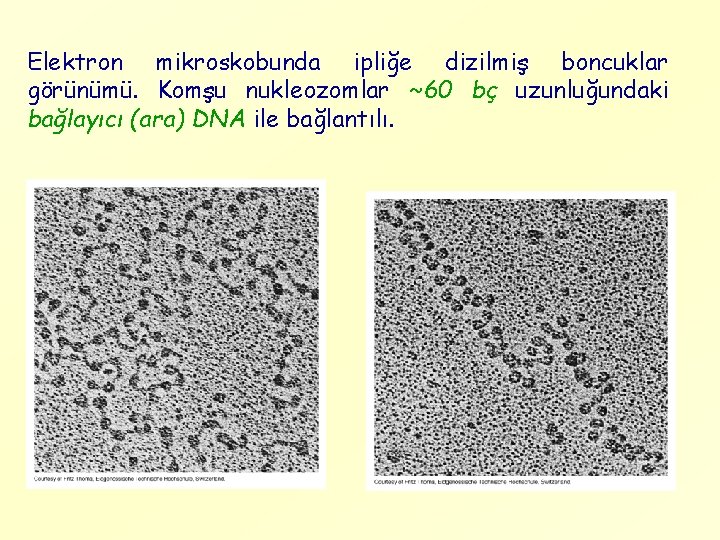 Elektron mikroskobunda ipliğe dizilmiş boncuklar görünümü. Komşu nukleozomlar ~60 bç uzunluğundaki bağlayıcı (ara) DNA