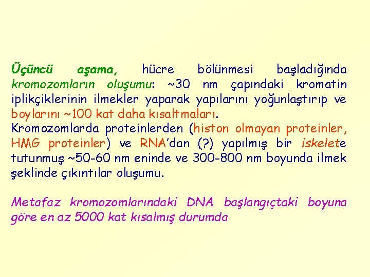 Üçüncü aşama, hücre bölünmesi başladığında kromozomların oluşumu: ~30 nm çapındaki kromatin iplikçiklerinin ilmekler yaparak