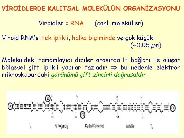 VİROİDLERDE KALITSAL MOLEKÜLÜN ORGANİZASYONU Viroidler = RNA (canlı moleküller) Viroid RNA’sı tek iplikli, halka