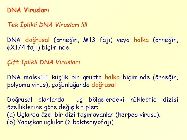 DNA Virusları Tek İplikli DNA Virusları !!!! DNA doğrusal (örneğin, M 13 fajı) veya