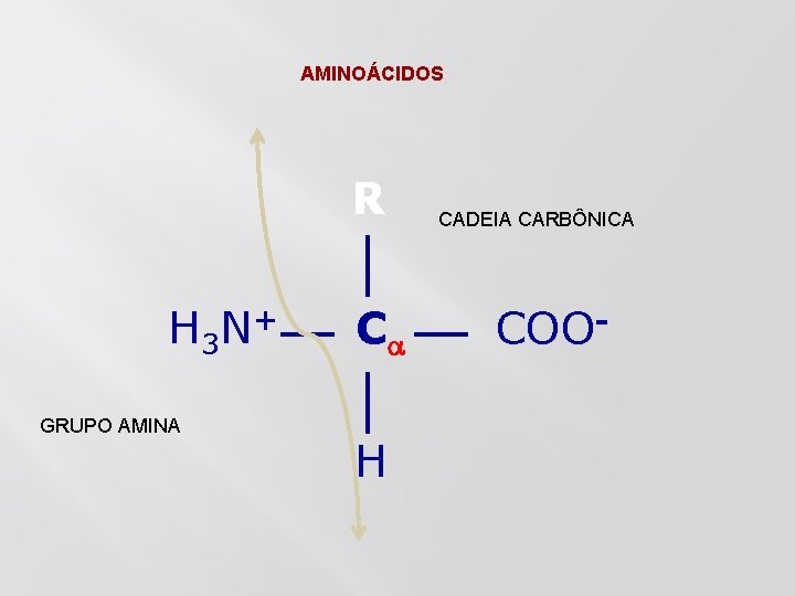 AMINOÁCIDOS R H 3 N+ GRUPO AMINA C H CADEIA CARBÔNICA COO- 