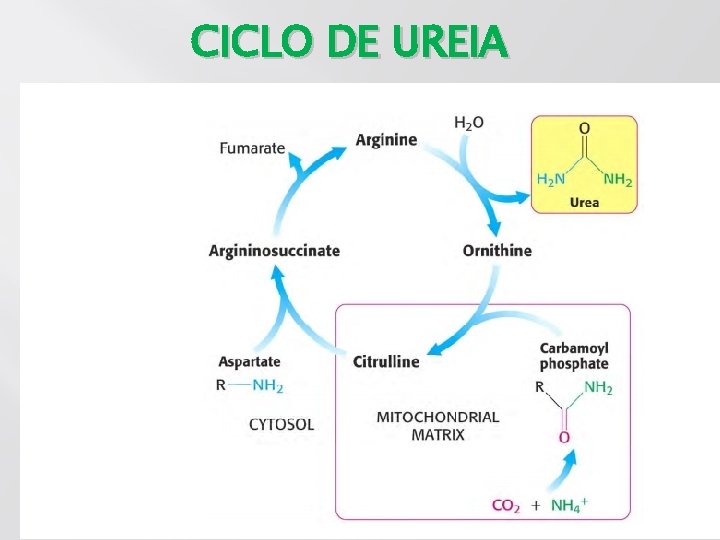 CICLO DE UREIA 