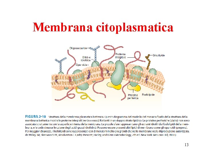 Membrana citoplasmatica 13 