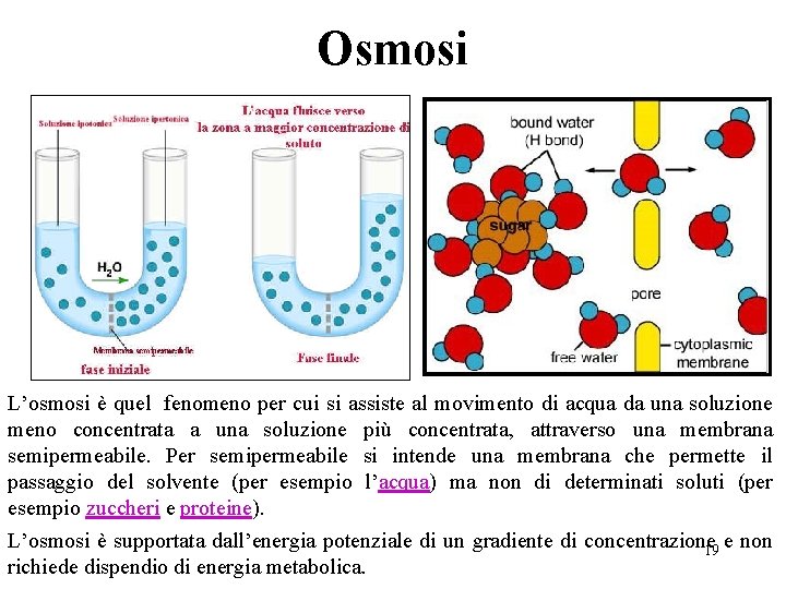 Osmosi L’osmosi è quel fenomeno per cui si assiste al movimento di acqua da