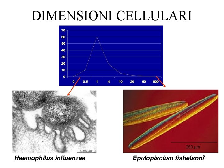 DIMENSIONI CELLULARI 250 mm Haemophilus influenzae Epulopiscium fishelsoni 2 