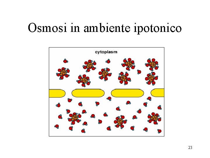 Osmosi in ambiente ipotonico 23 