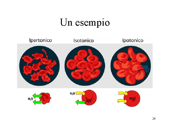 Un esempio 24 