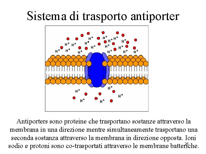 Sistema di trasporto antiporter Antiporters sono proteine che trasportano sostanze attraverso la membrana in