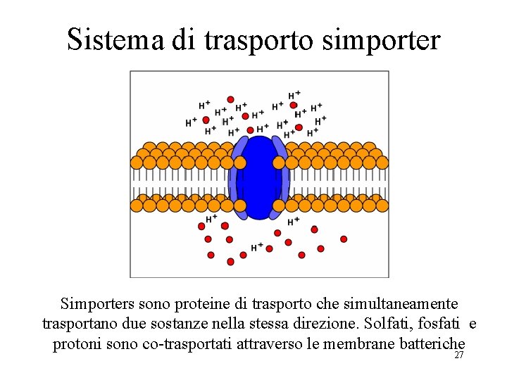 Sistema di trasporto simporter Simporters sono proteine di trasporto che simultaneamente trasportano due sostanze