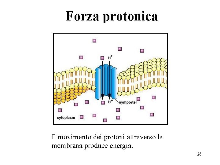 Forza protonica Il movimento dei protoni attraverso la membrana produce energia. 28 