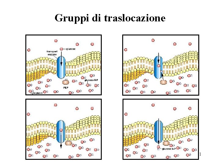 Gruppi di traslocazione 31 