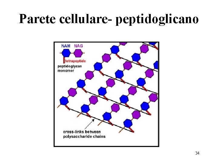 Parete cellulare- peptidoglicano 34 