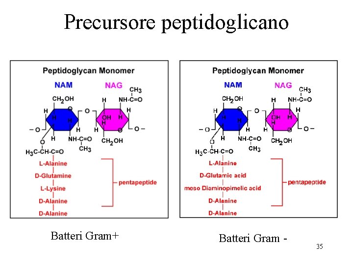 Precursore peptidoglicano Batteri Gram+ Batteri Gram - 35 