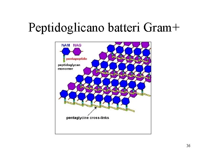 Peptidoglicano batteri Gram+ 36 