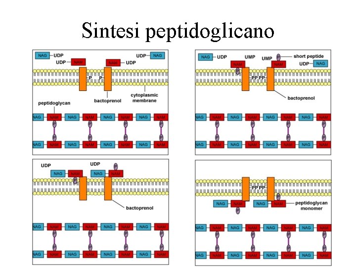 Sintesi peptidoglicano 40 