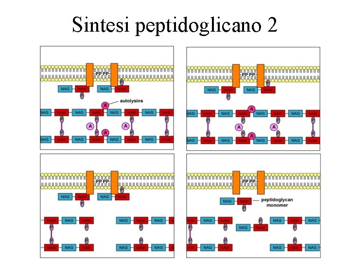 Sintesi peptidoglicano 2 41 