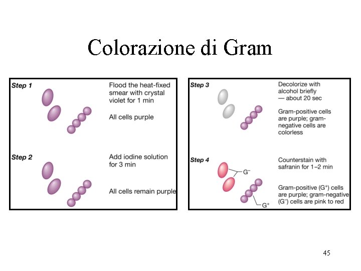 Colorazione di Gram 45 