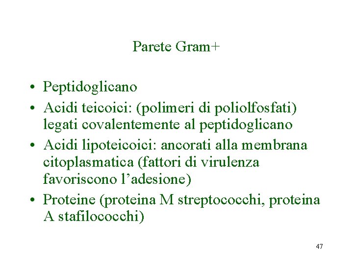 Parete Gram+ • Peptidoglicano • Acidi teicoici: (polimeri di poliolfosfati) legati covalentemente al peptidoglicano